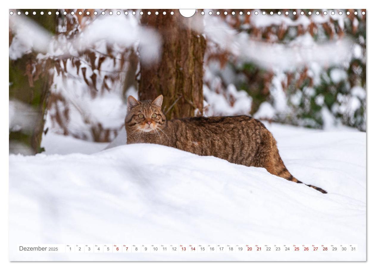 Bild: 9783435219339 | Wildkatzen - die anmutigsten Raubiere in Europa. (Wandkalender 2025...