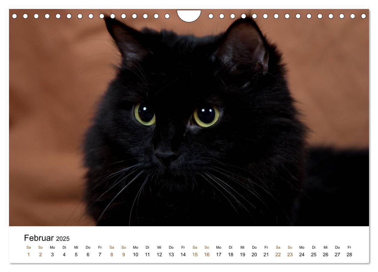 Bild: 9783435754328 | Ragdolls (Wandkalender 2025 DIN A4 quer), CALVENDO Monatskalender