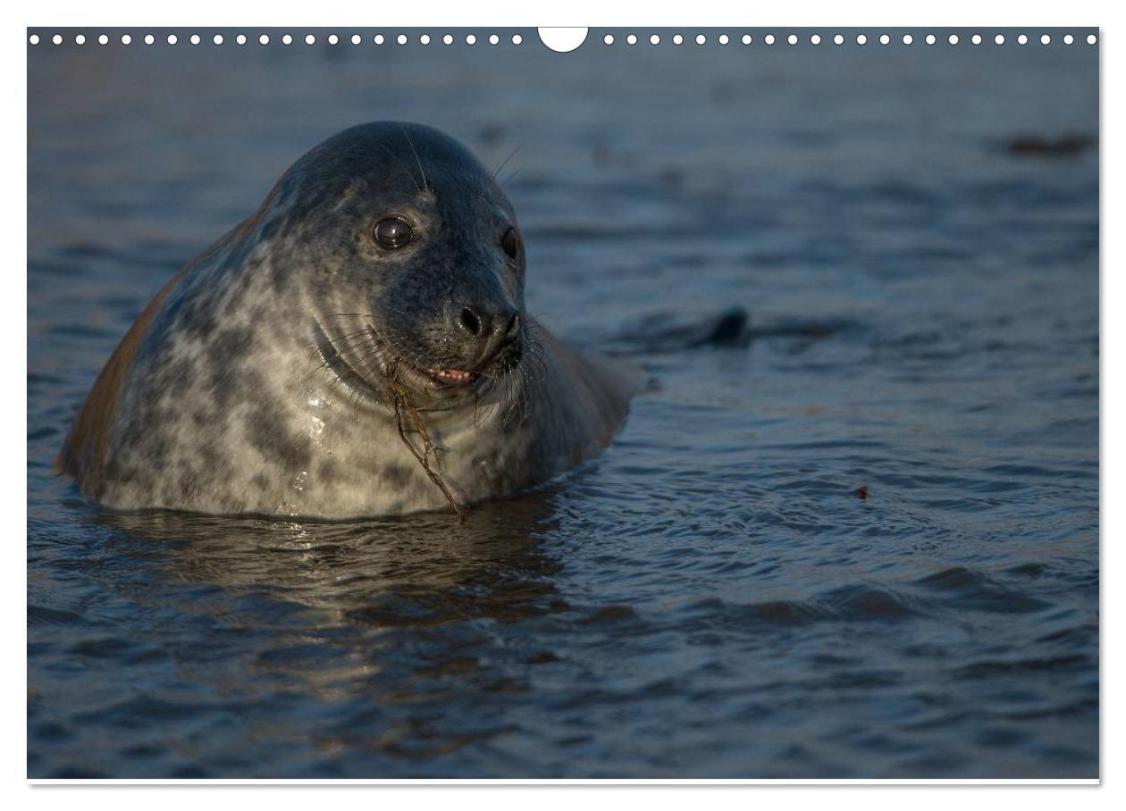 Bild: 9783435718733 | Robben auf Helgoland 2025 (Wandkalender 2025 DIN A3 quer), CALVENDO...