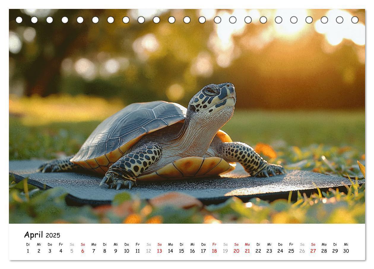 Bild: 9783457215890 | CHILL MAL - Entspannte Schildkröten beim Faulenzen (Tischkalender...