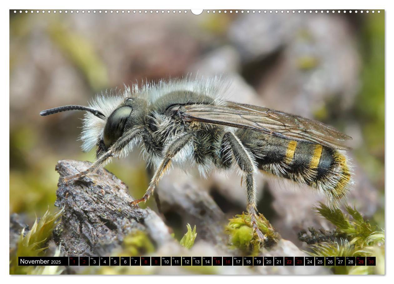 Bild: 9783435340002 | Faszination Makrofotografie: Wespen und Bienen (Wandkalender 2025...