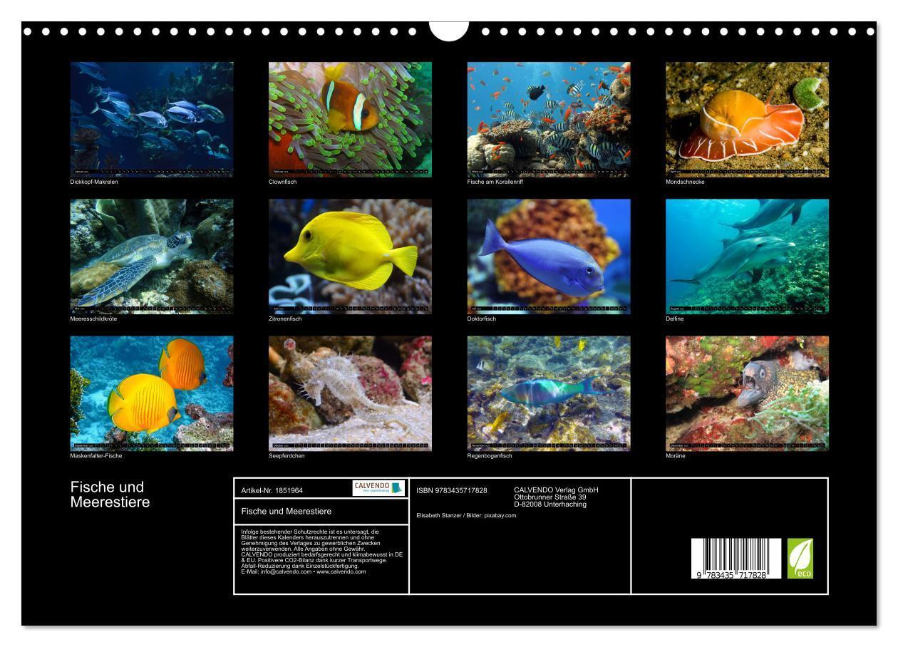 Bild: 9783435717828 | Fische und Meerestiere (Wandkalender 2025 DIN A3 quer), CALVENDO...