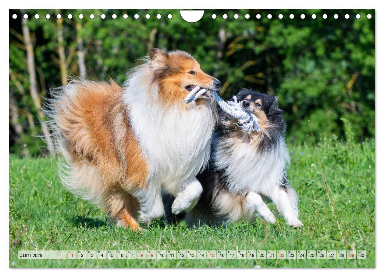 Bild: 9783435312528 | Collie - Das Glück hat 4 Pfoten (Wandkalender 2025 DIN A4 quer),...