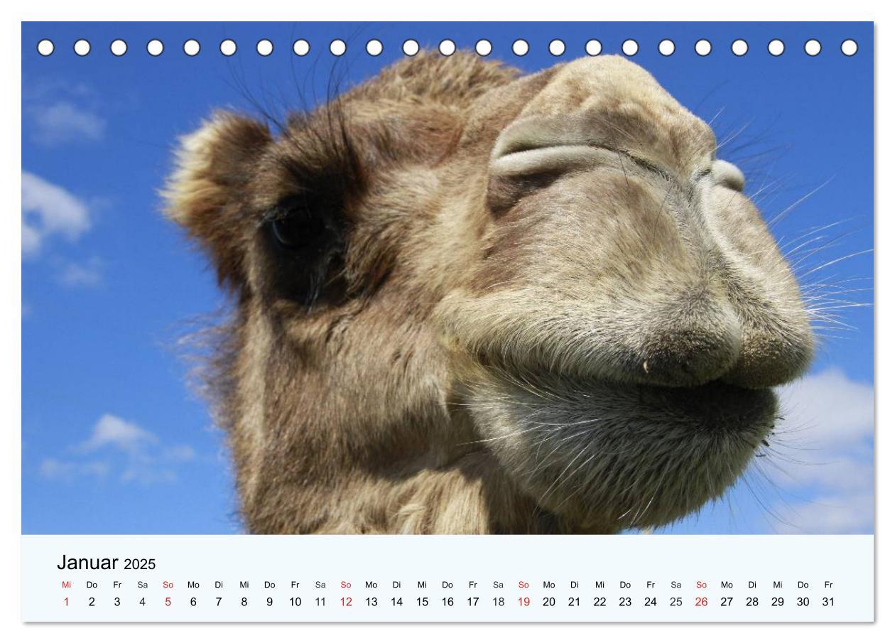 Bild: 9783435482511 | Die Kameliden. Hübsche Kamele, Lamas und Alpakas (Tischkalender...