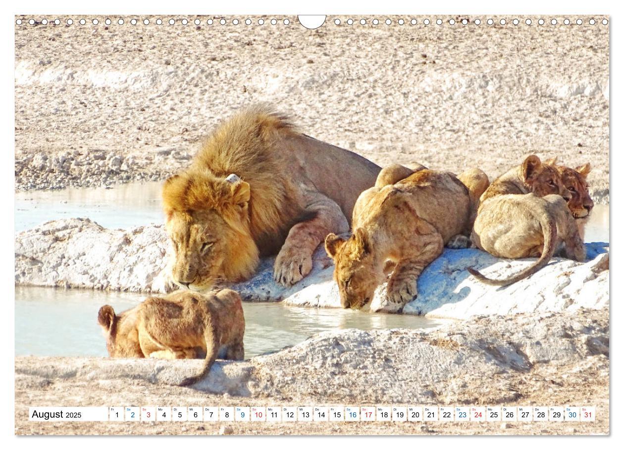 Bild: 9783435221950 | Namibia, Faszination Wüste und Tierwelt (Wandkalender 2025 DIN A3...