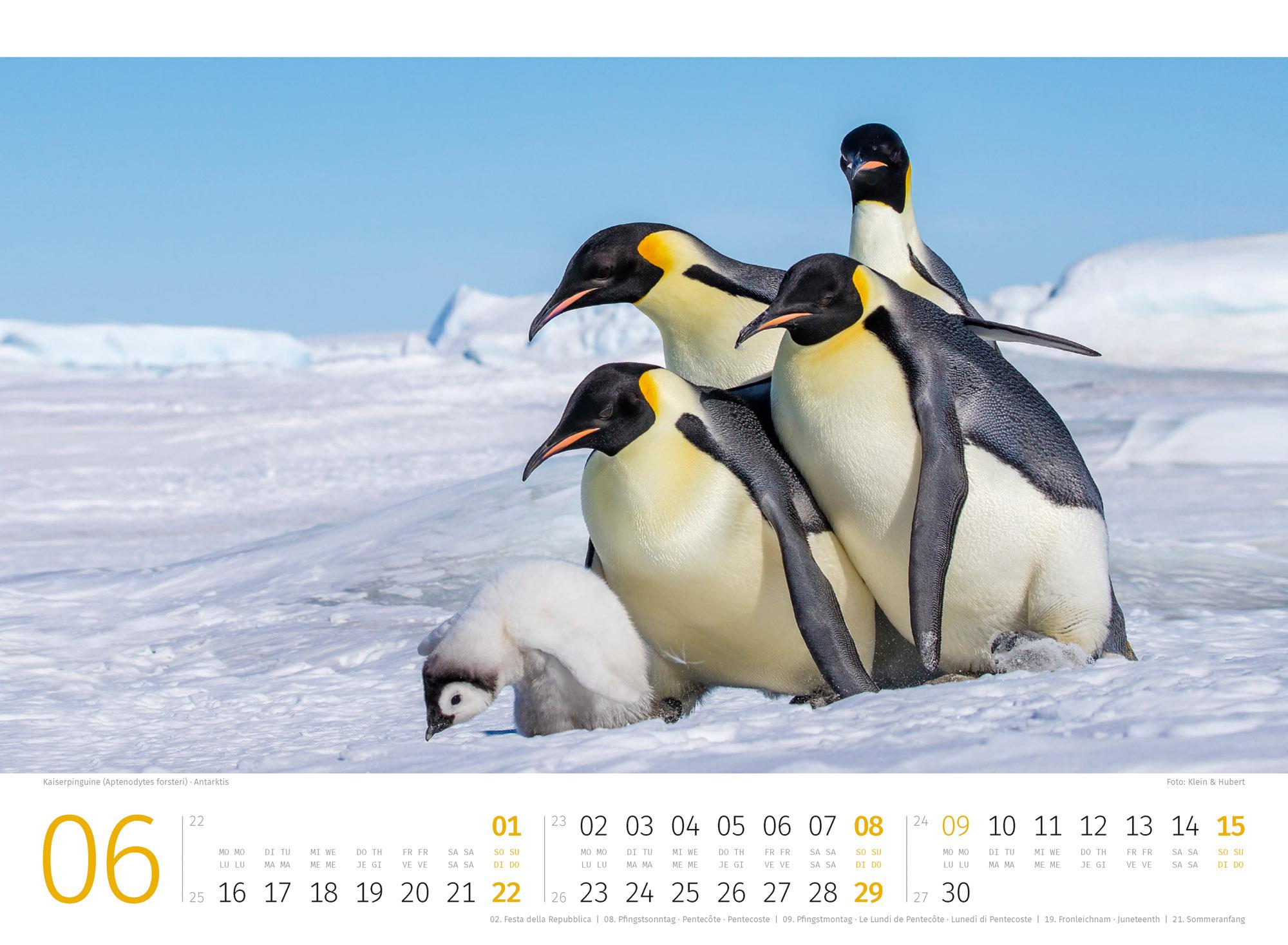 Bild: 9783838425894 | Pinguine Kalender 2025 | Ackermann Kunstverlag | Kalender | 14 S.