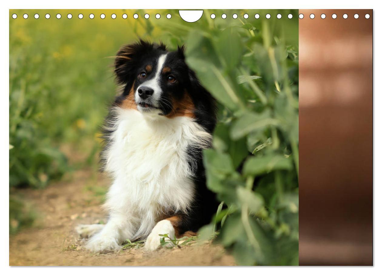 Bild: 9783435187249 | Australian Shepherd Tri Color (Wandkalender 2025 DIN A4 quer),...