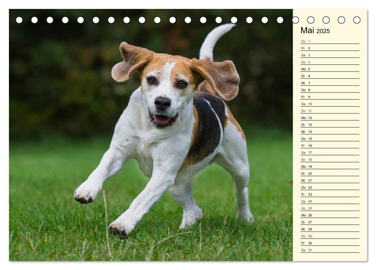 Bild: 9783435540396 | Beagle - Herz auf 4 Pfoten (Tischkalender 2025 DIN A5 quer),...