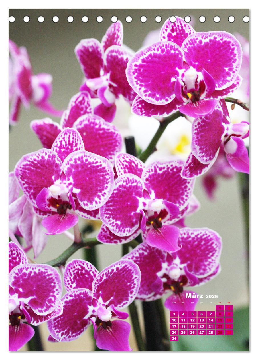 Bild: 9783435894772 | Traumhafte Orchideen (Tischkalender 2025 DIN A5 hoch), CALVENDO...