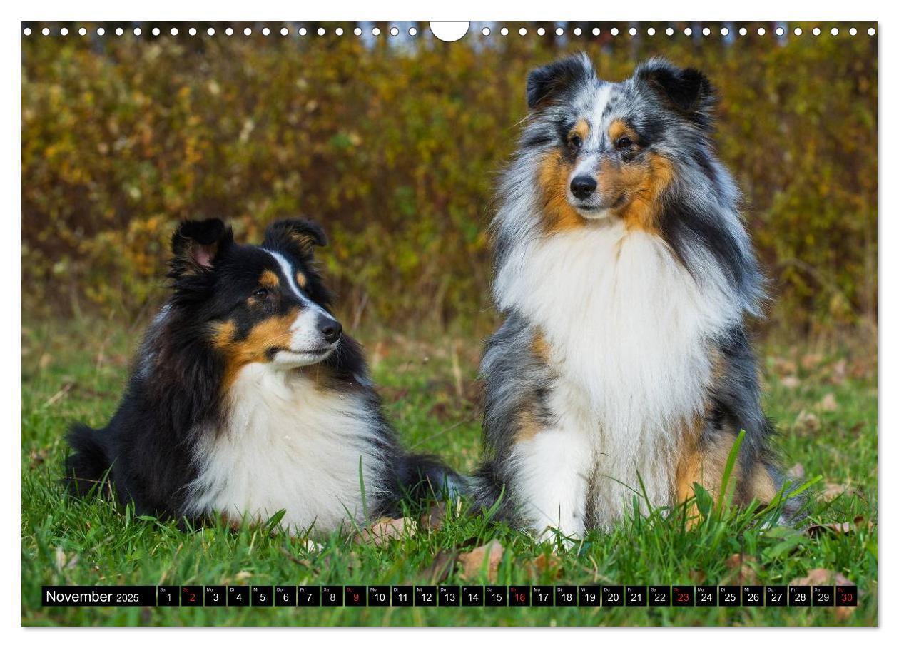 Bild: 9783435569564 | Traumhund Sheltie (Wandkalender 2025 DIN A3 quer), CALVENDO...