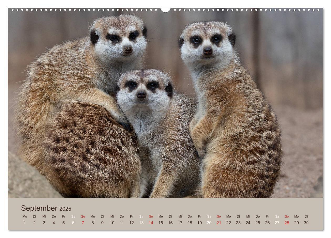 Bild: 9783435210640 | Quirlige Erdmännchen (Wandkalender 2025 DIN A2 quer), CALVENDO...