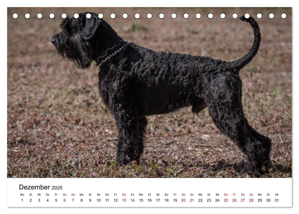 Bild: 9783435413430 | Schnauzer... von Zwergen und Riesen 2025 (Tischkalender 2025 DIN A5...