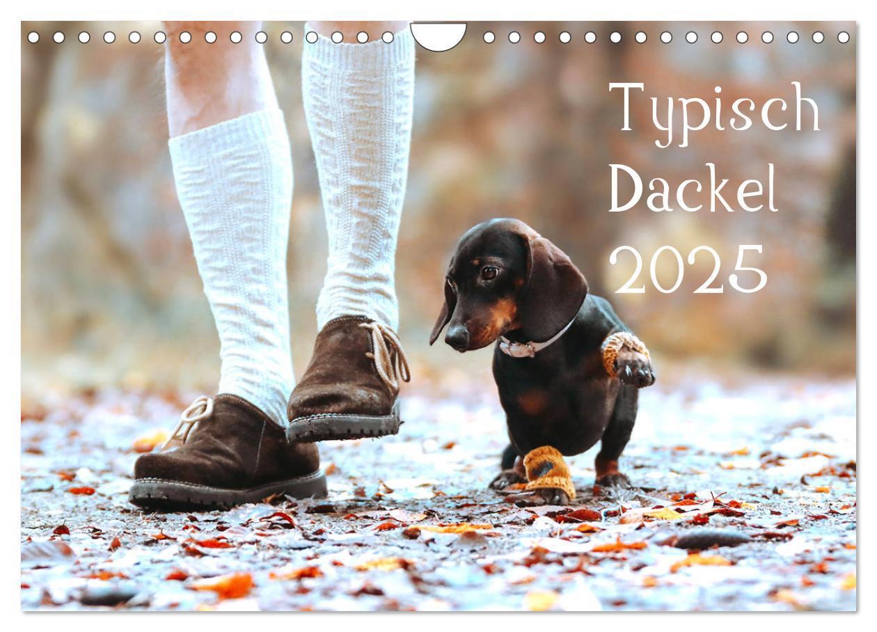 Cover: 9783435209880 | Typisch Dackel 2025 (Wandkalender 2025 DIN A4 quer), CALVENDO...