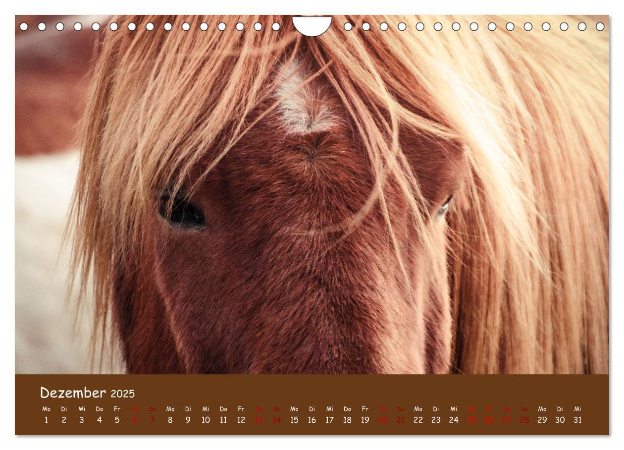 Bild: 9783435072293 | Das Islandpferd (Wandkalender 2025 DIN A4 quer), CALVENDO...