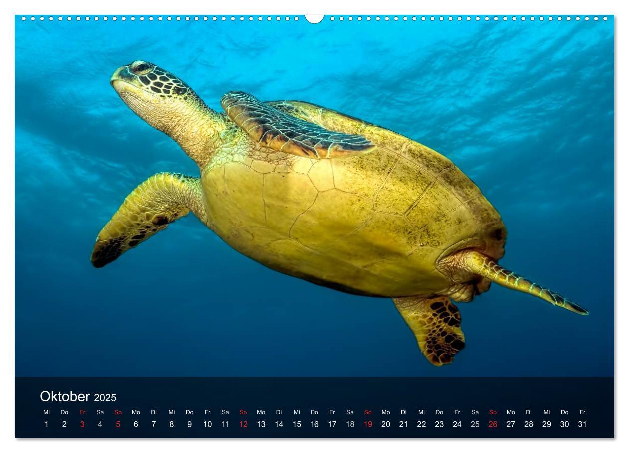 Bild: 9783435596959 | Schildkröten des Ozeans (Wandkalender 2025 DIN A2 quer), CALVENDO...