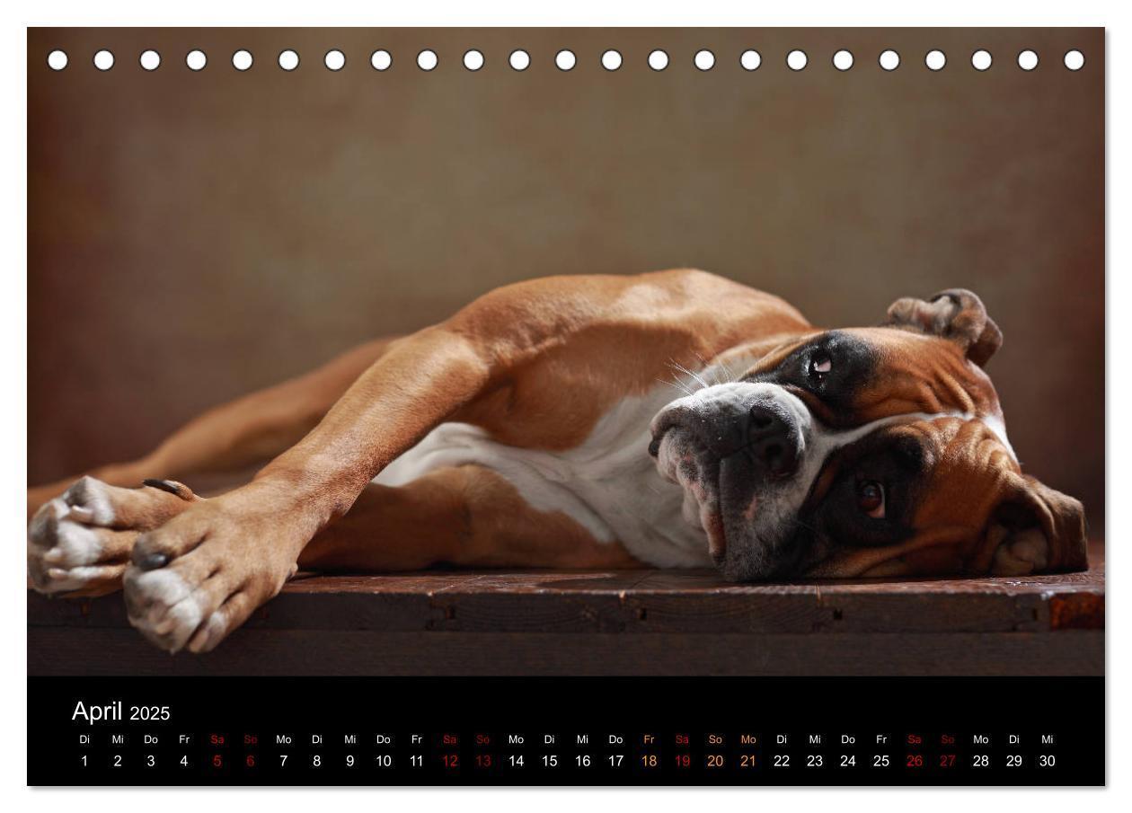 Bild: 9783435435494 | Liebenswerte Boxer (Tischkalender 2025 DIN A5 quer), CALVENDO...