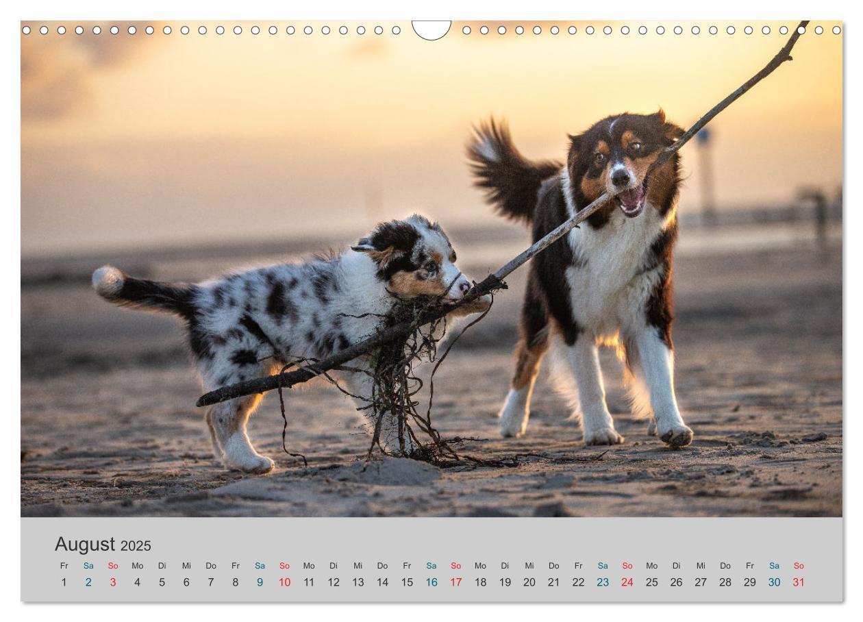 Bild: 9783435762569 | Mit Aussies unterwegs - Die bunte Welt der Australian Shepherds...