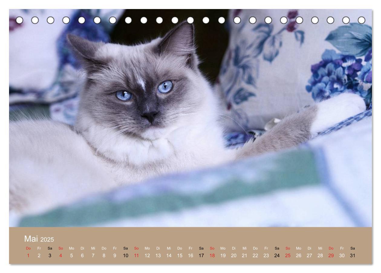 Bild: 9783435490943 | Verliebt in Ragdolls ... die sanfte Katzenrasse (Tischkalender 2025...