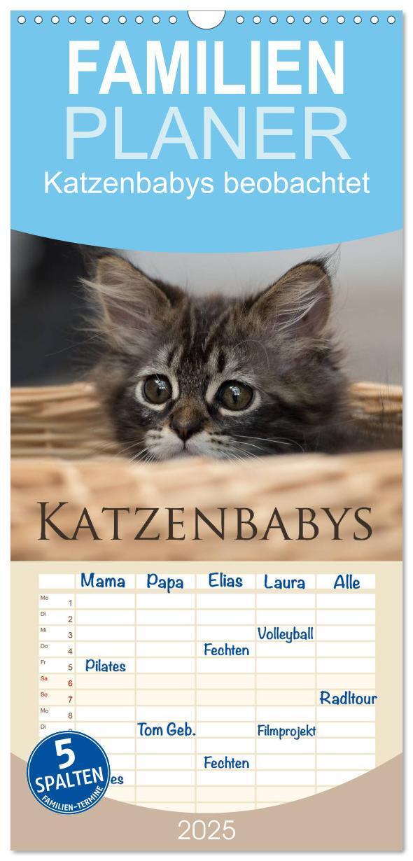 Cover: 9783457115794 | Familienplaner 2025 - Katzenbabys beobachtet mit 5 Spalten...