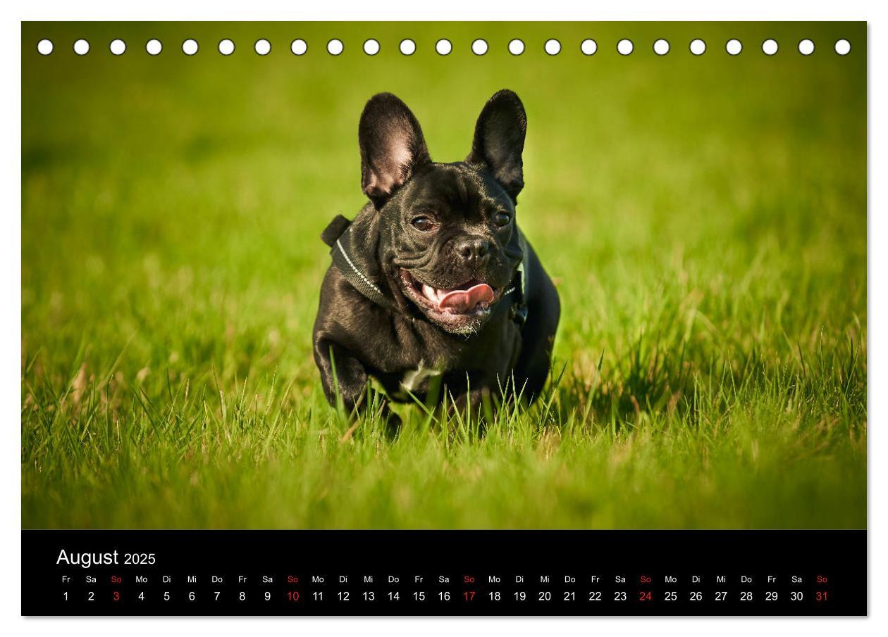 Bild: 9783435298372 | French Bulldog aktiv, verspielt, sportlich (Tischkalender 2025 DIN...