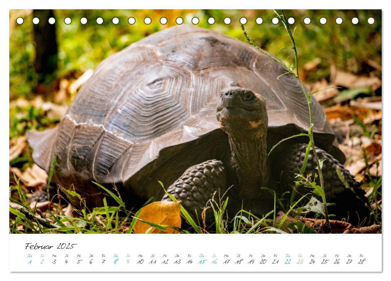 Bild: 9783383883361 | Die Riesenschildkröten der Galapagos Inseln (Tischkalender 2025 DIN...