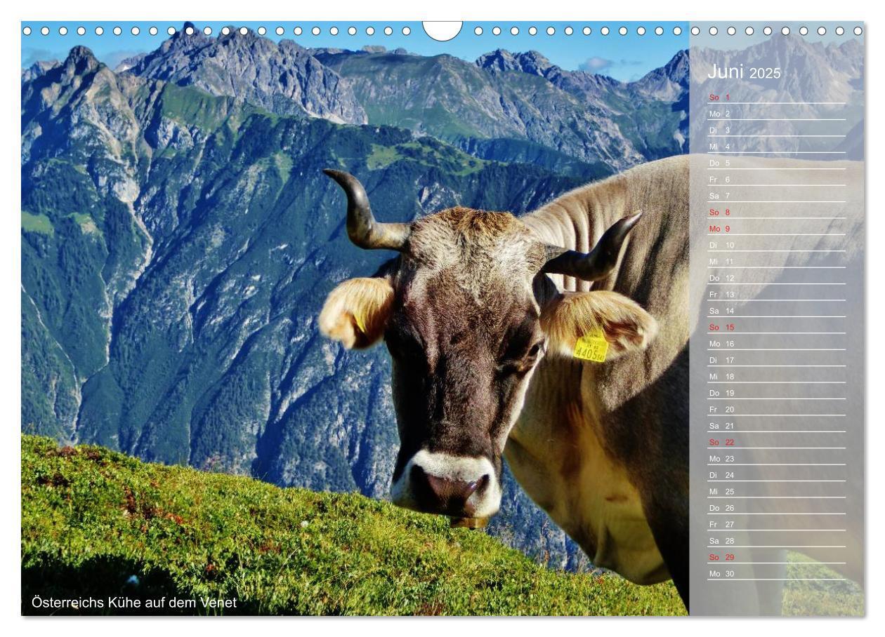 Bild: 9783435794324 | Alpenüberquerung (Wandkalender 2025 DIN A3 quer), CALVENDO...