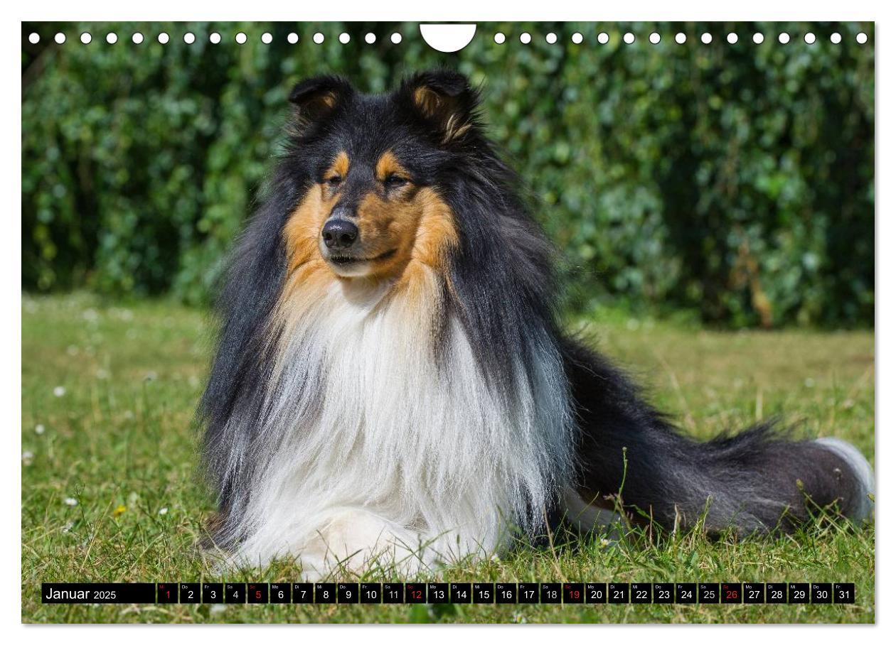 Bild: 9783435569267 | Collie - Mein bester Freund (Wandkalender 2025 DIN A4 quer),...