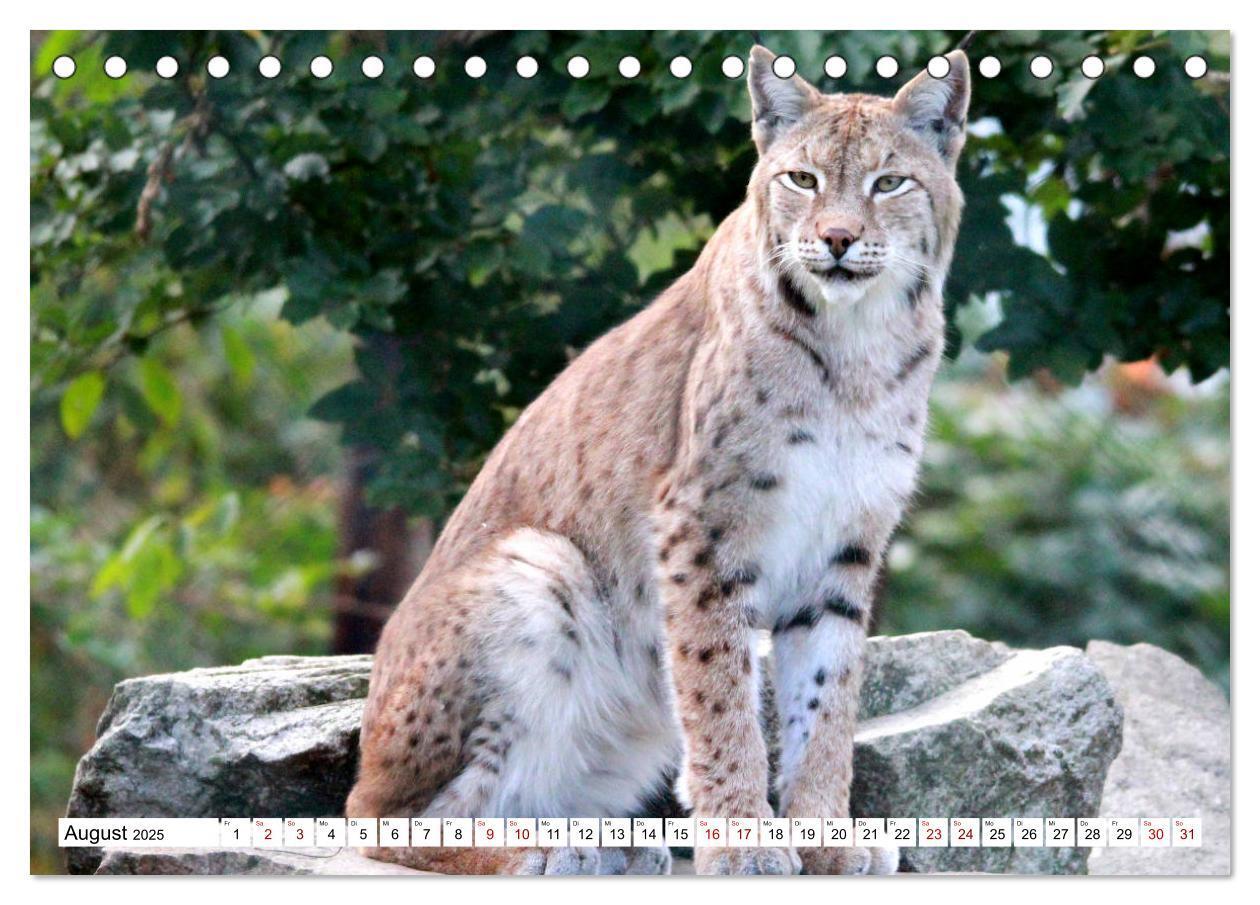 Bild: 9783435419715 | Familie Luchs - Die Jäger mit dem Pinselohr (Tischkalender 2025 DIN...