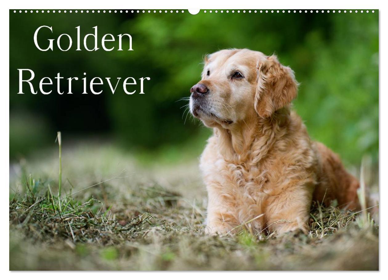 Cover: 9783435743551 | Golden Retriever (Wandkalender 2025 DIN A2 quer), CALVENDO...