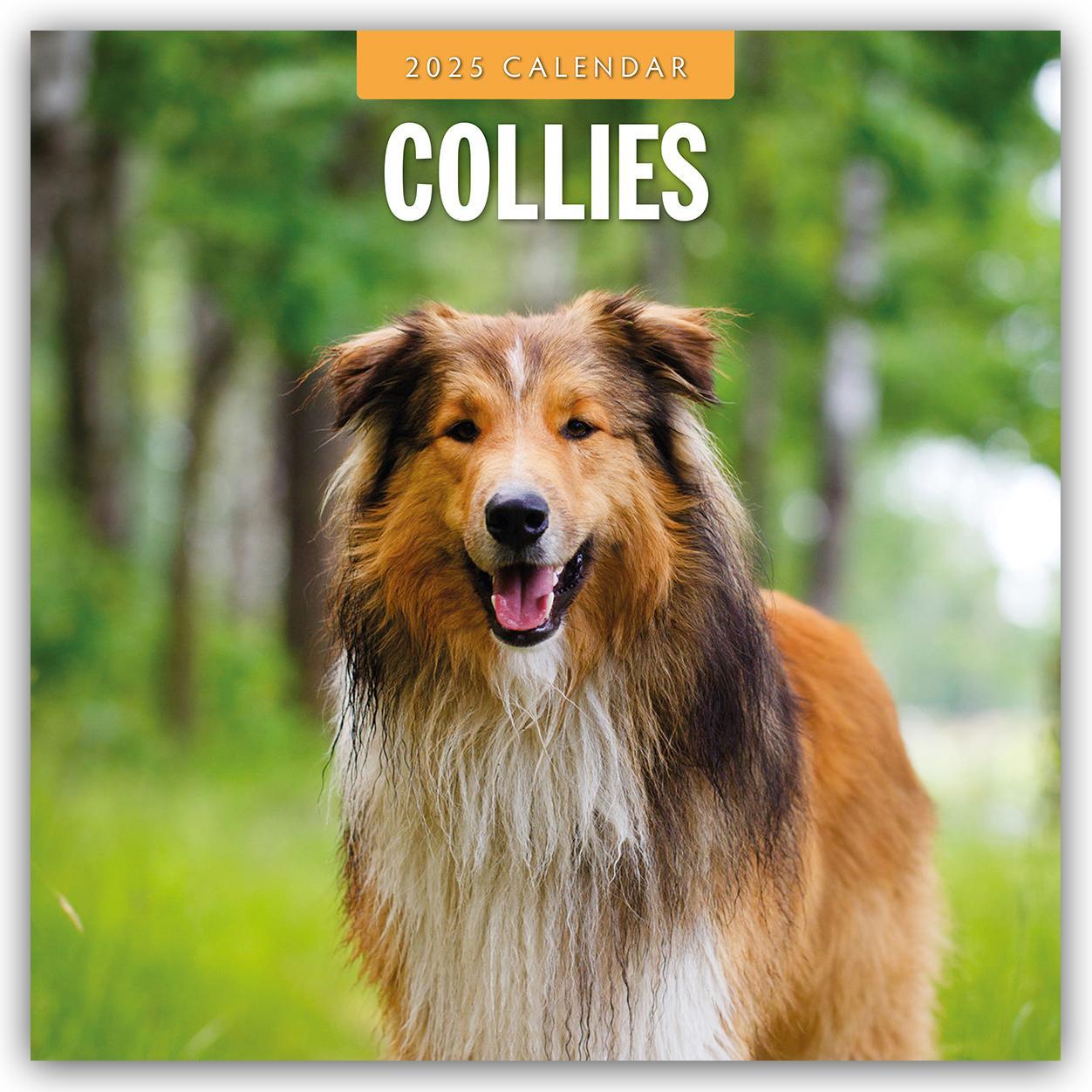 Cover: 9781804424513 | Collies - Collie 2025 - 16-Monatskalender | Robin Red | Kalender