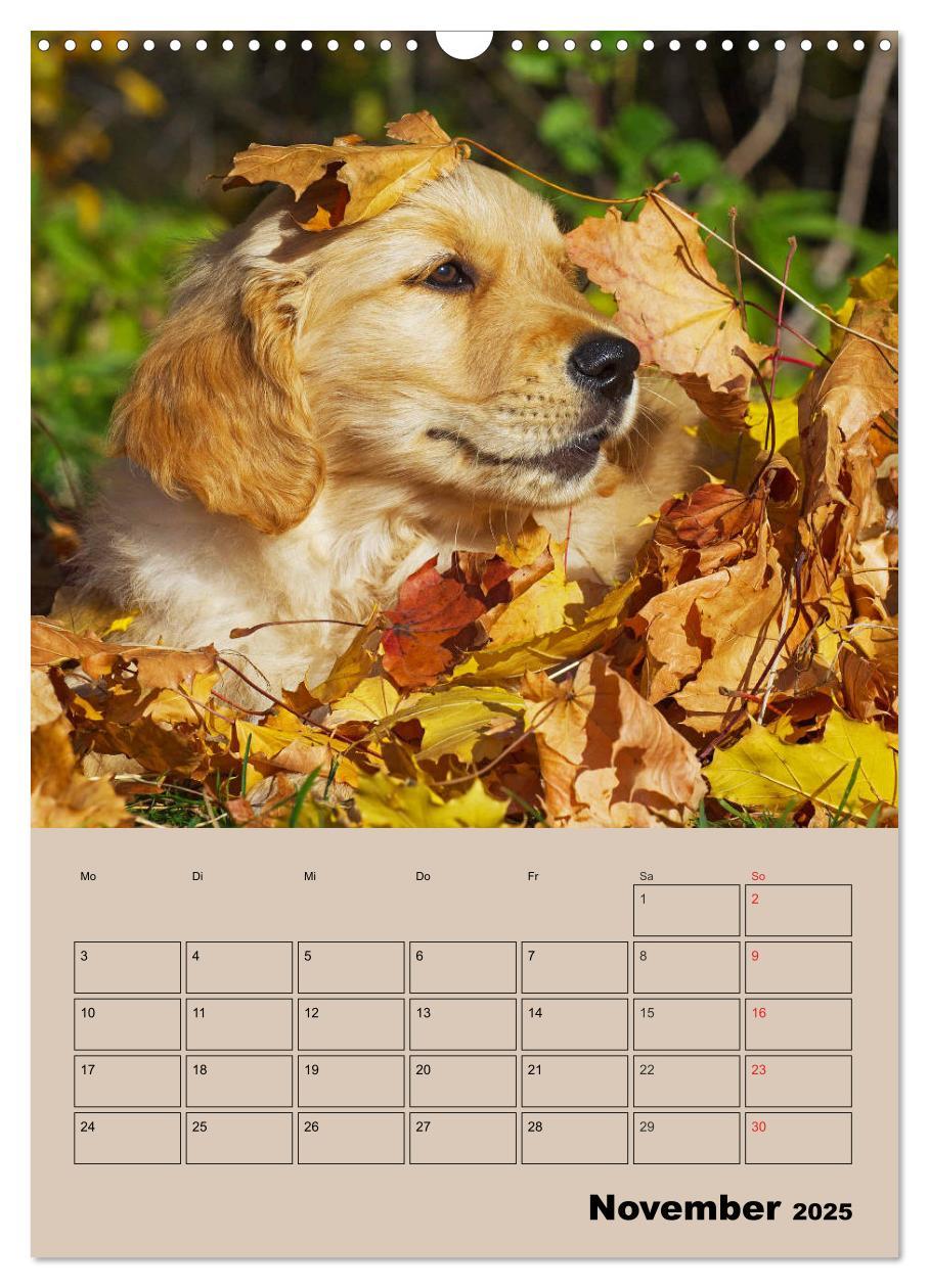 Bild: 9783435959266 | Jahresplaner Golden Retriever Welpen (Wandkalender 2025 DIN A3...