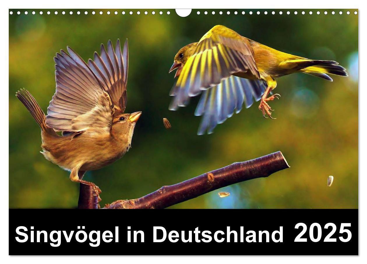 Cover: 9783435626144 | Singvögel in Deutschland (Wandkalender 2025 DIN A3 quer), CALVENDO...