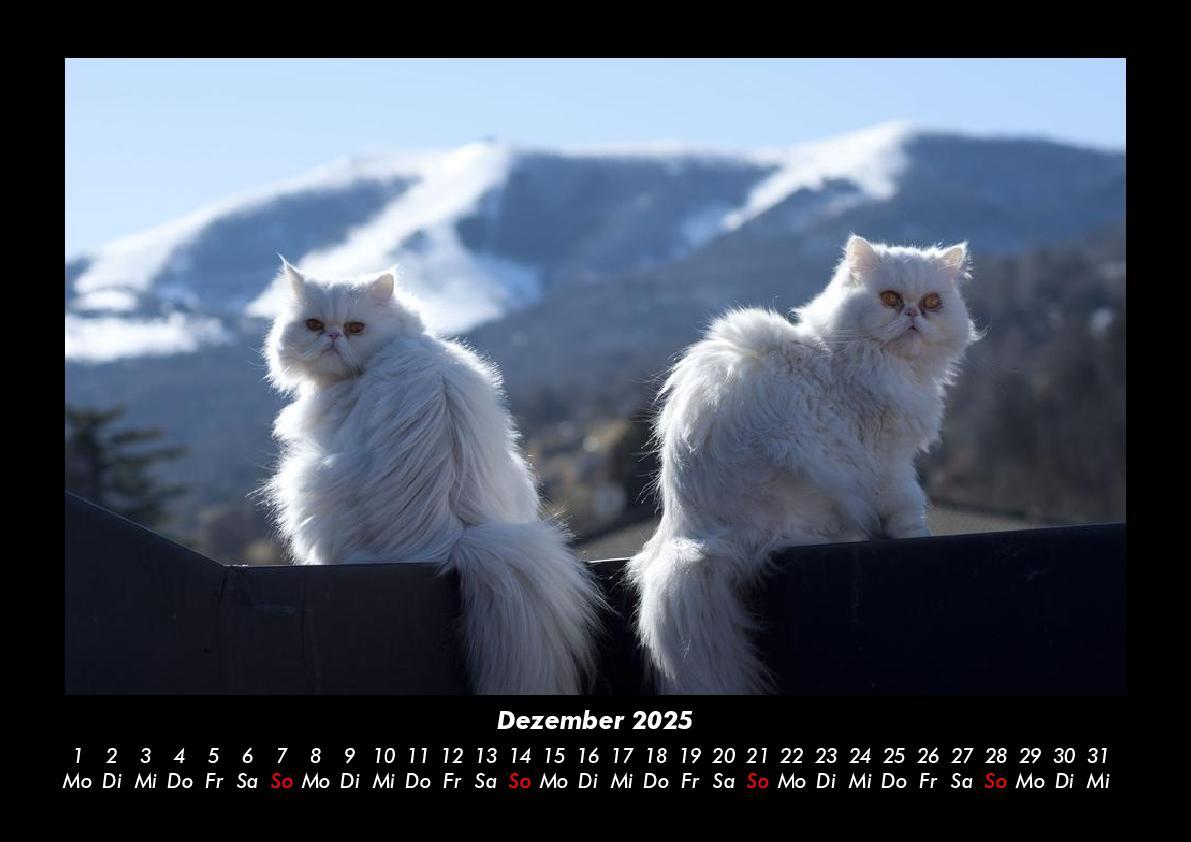 Bild: 9783755979449 | Katzen 2025 Fotokalender DIN A3 | Tobias Becker | Kalender | Kalender