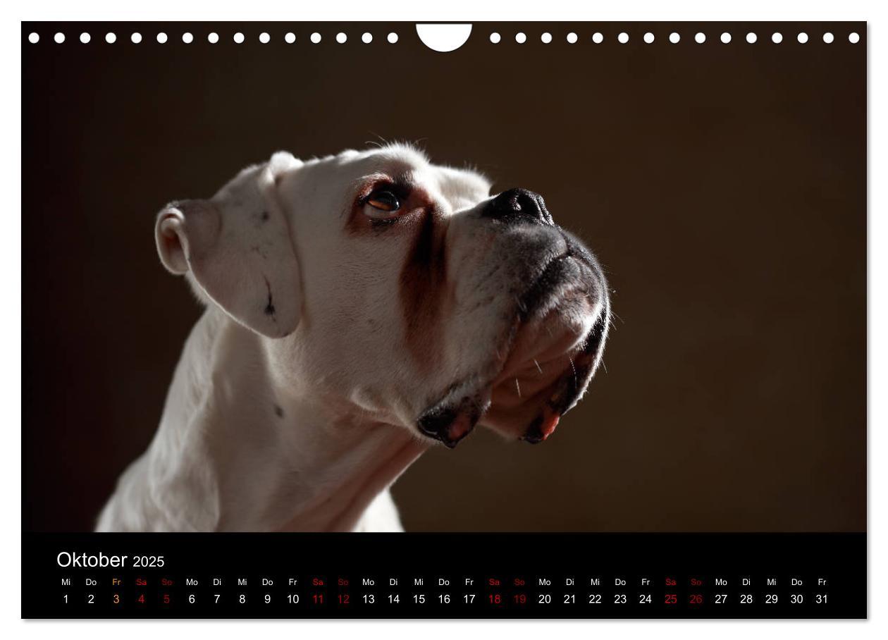 Bild: 9783435436675 | Liebenswerte Boxer (Wandkalender 2025 DIN A4 quer), CALVENDO...