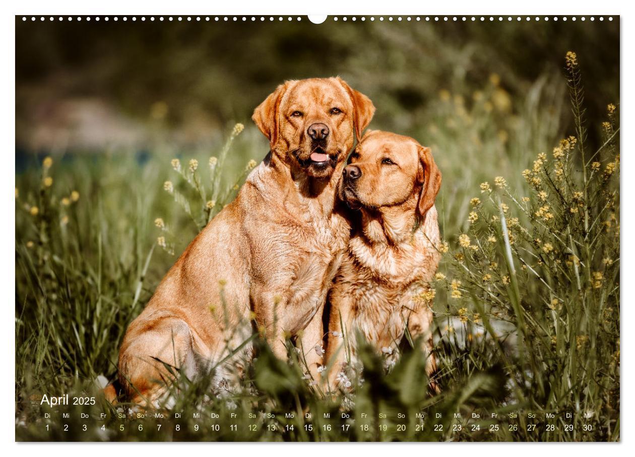 Bild: 9783435017843 | Verzauberung Labrador Retriever 2025 (Wandkalender 2025 DIN A2...