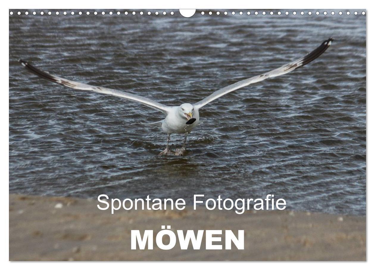 Cover: 9783435655380 | Spontane Fotografie - Möwen (Wandkalender 2025 DIN A3 quer),...