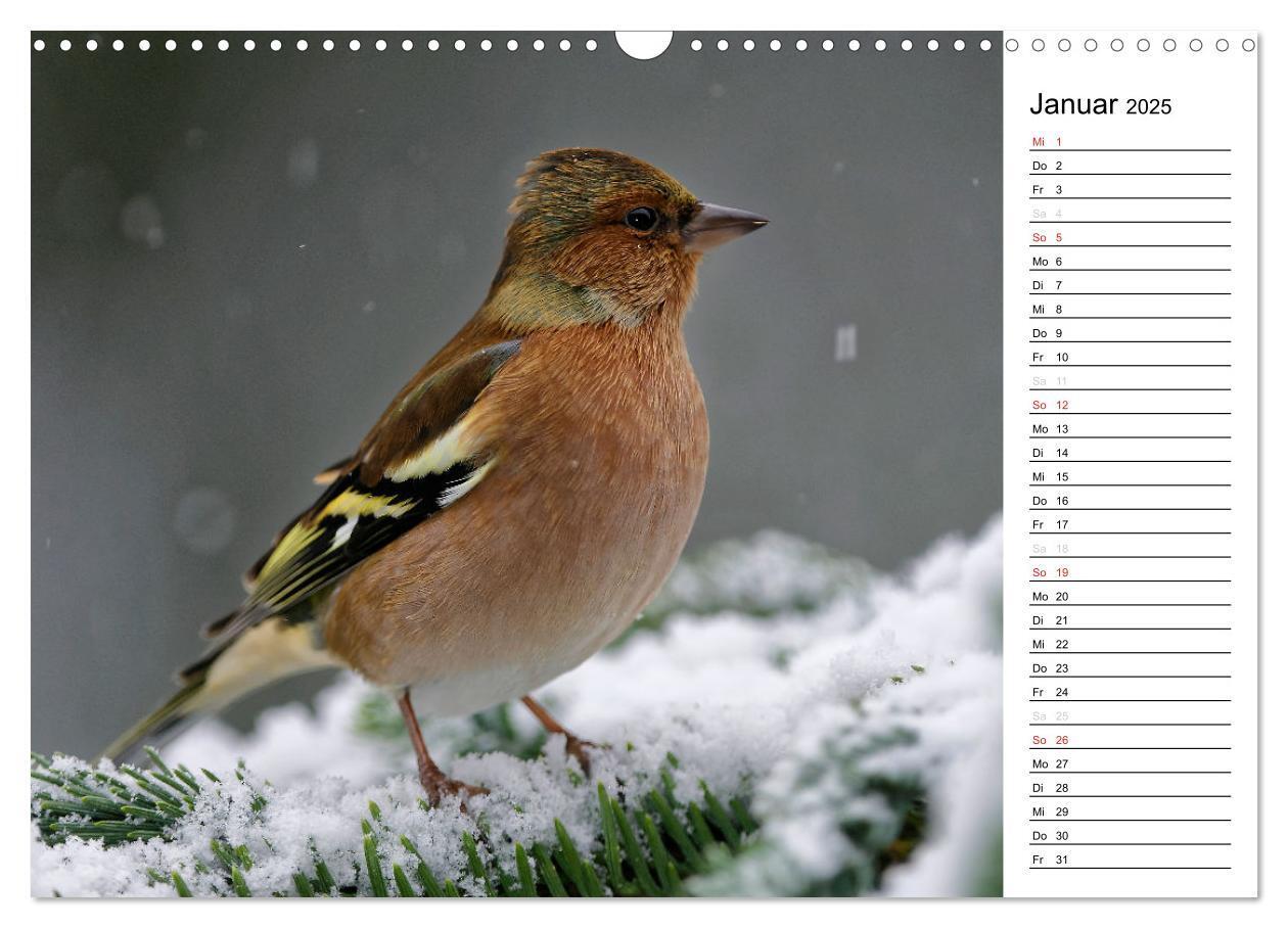 Bild: 9783435544547 | Unsere heimischen Gartenvögel (Wandkalender 2025 DIN A3 quer),...