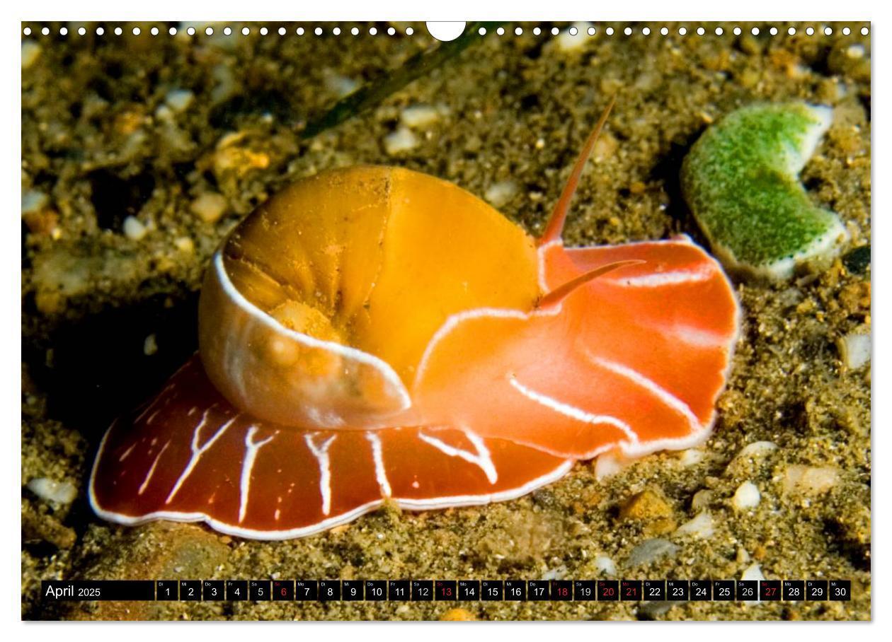 Bild: 9783435717828 | Fische und Meerestiere (Wandkalender 2025 DIN A3 quer), CALVENDO...