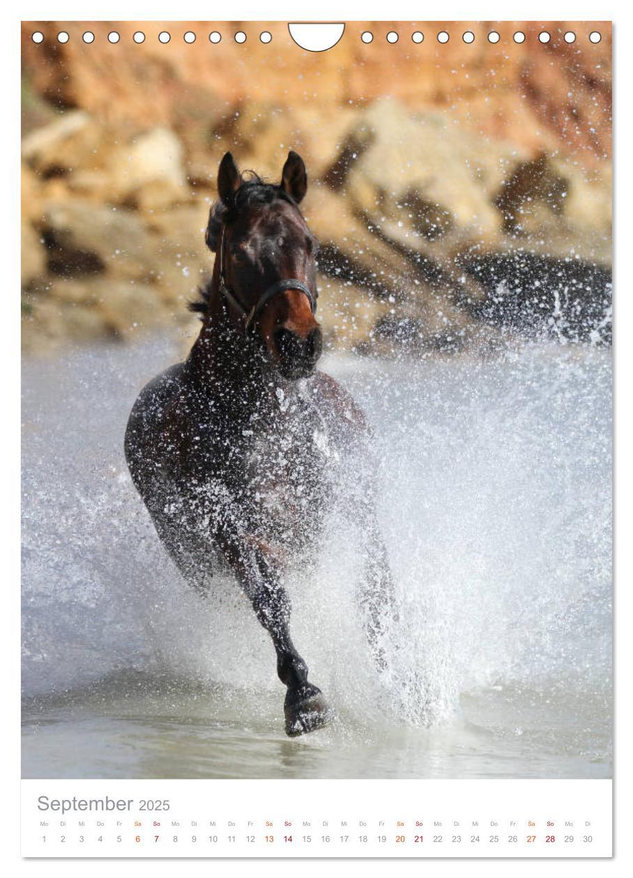 Bild: 9783435987702 | Caballos - Die schönen Pferde Spaniens (Wandkalender 2025 DIN A4...