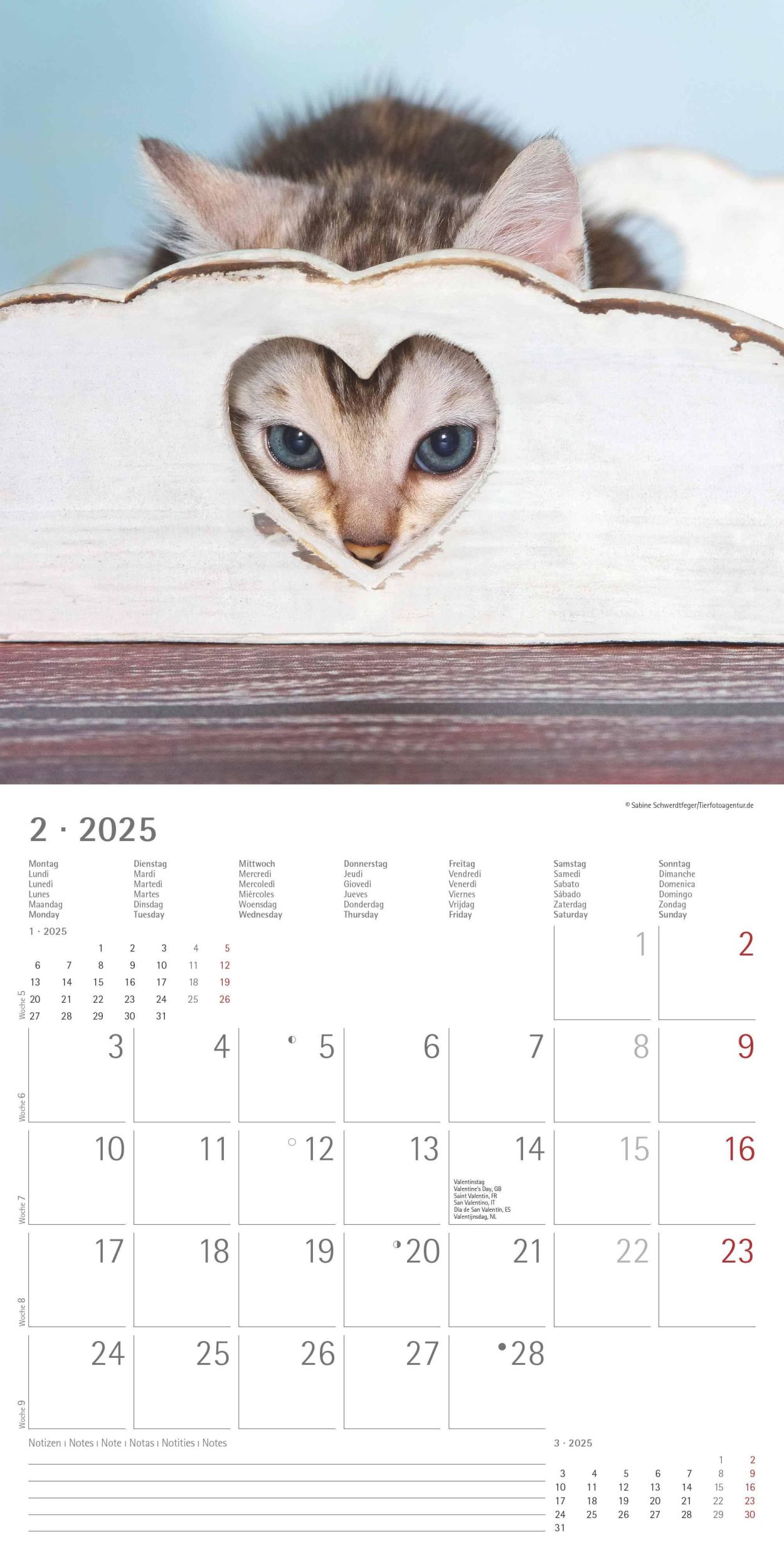 Bild: 4251732340681 | Katzenbabys 2025 - Broschürenkalender 30x30 cm (30x60 geöffnet) -...