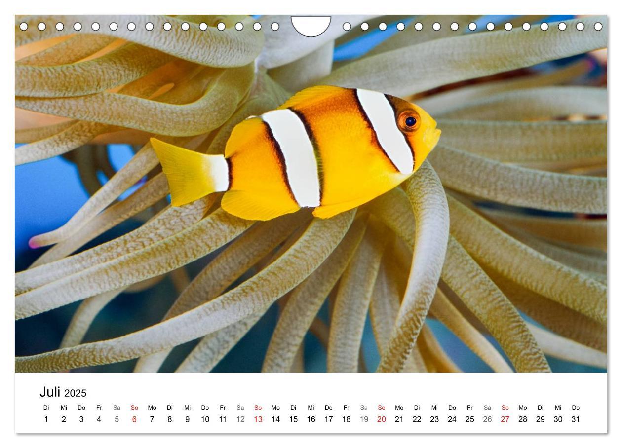 Bild: 9783435794362 | Fischzauber - Wundervolle Aquarienfische (Wandkalender 2025 DIN A4...