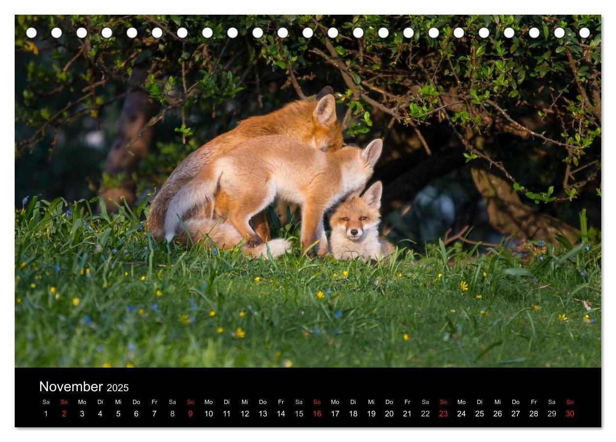 Bild: 9783435560011 | Joni, der kleine Fuchs (Tischkalender 2025 DIN A5 quer), CALVENDO...