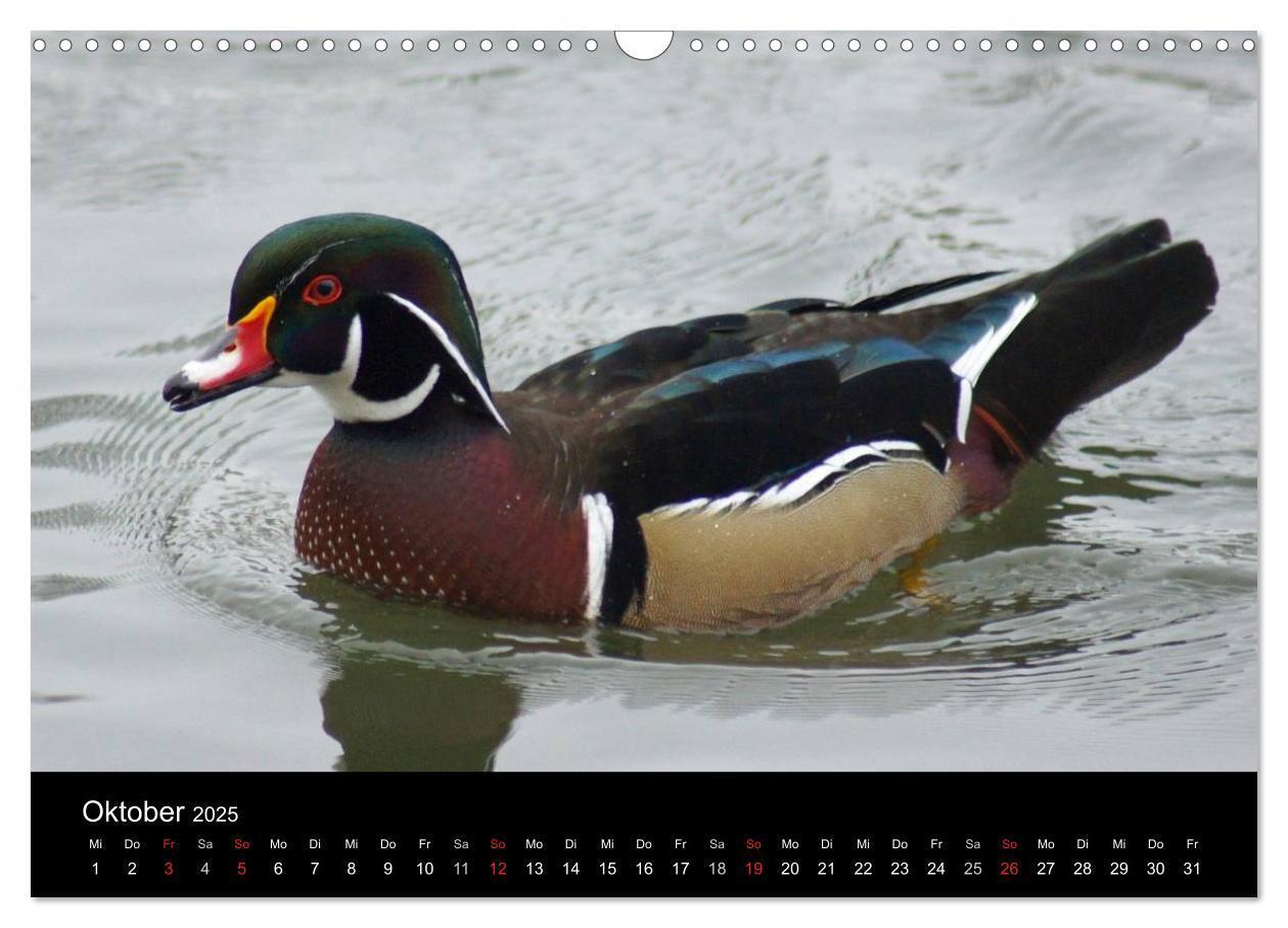 Bild: 9783435840526 | Das Leben der Enten (Wandkalender 2025 DIN A3 quer), CALVENDO...