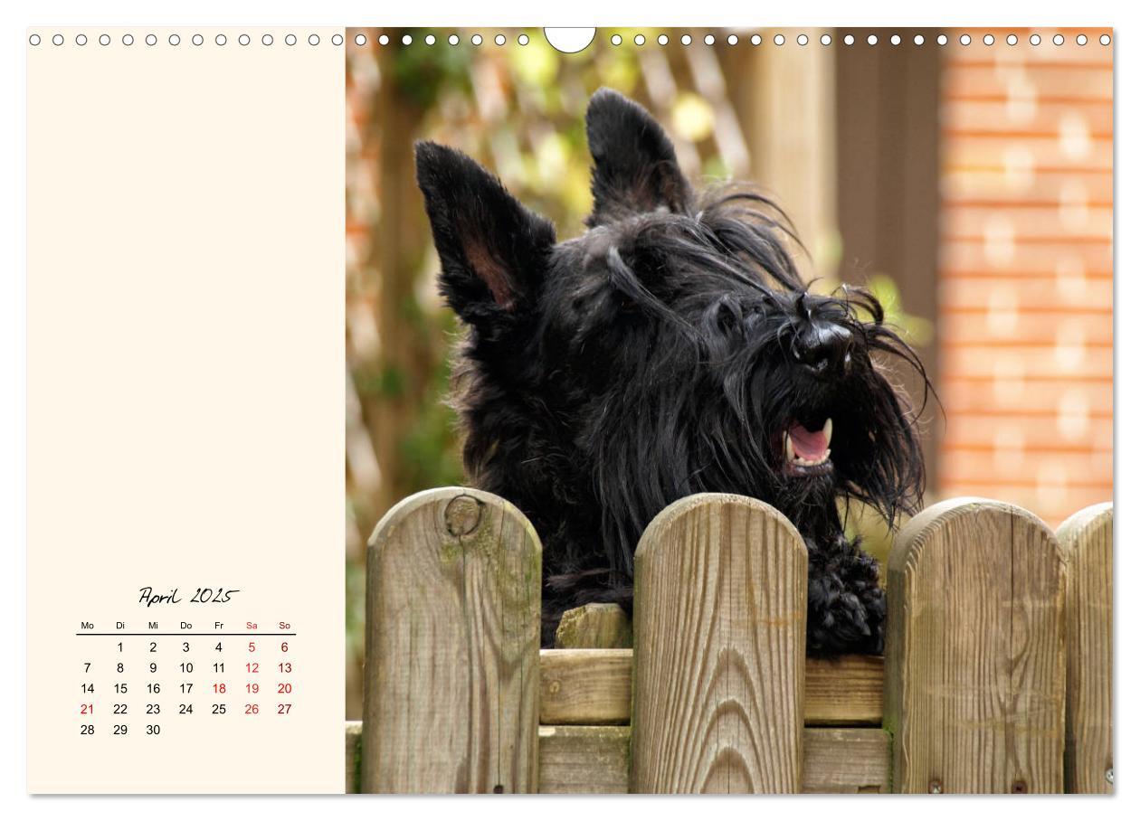 Bild: 9783435341672 | Scottish Terrier - Charmantes Rauhbein (Wandkalender 2025 DIN A3...