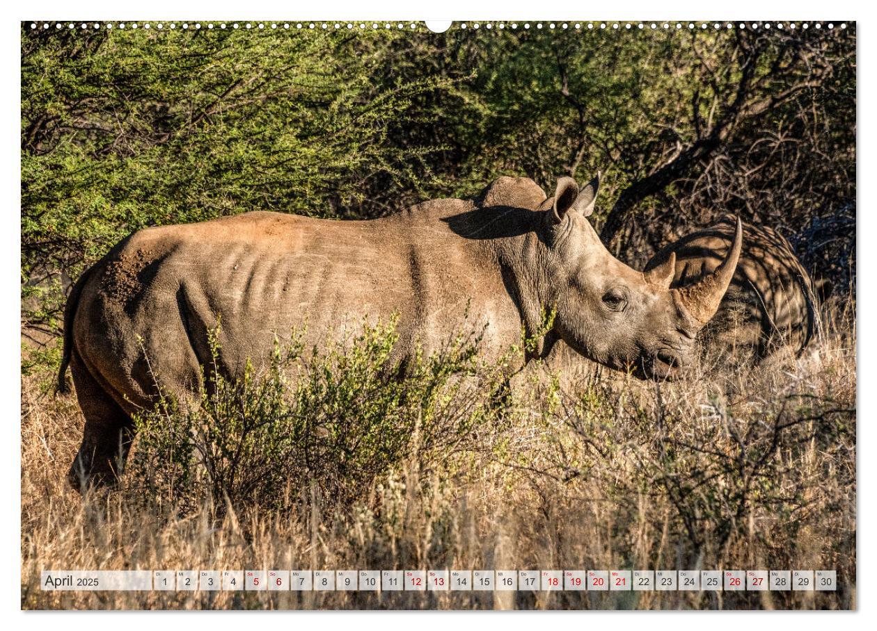 Bild: 9783383853289 | Abenteuerliches Namibia (Wandkalender 2025 DIN A2 quer), CALVENDO...