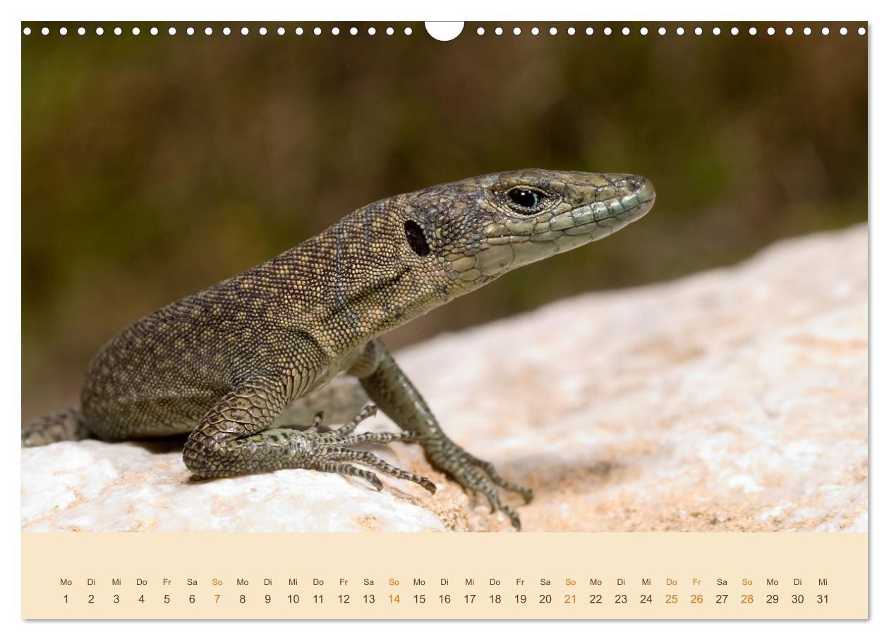 Bild: 9783435099108 | Eidechsen Europas (Wandkalender 2025 DIN A3 quer), CALVENDO...