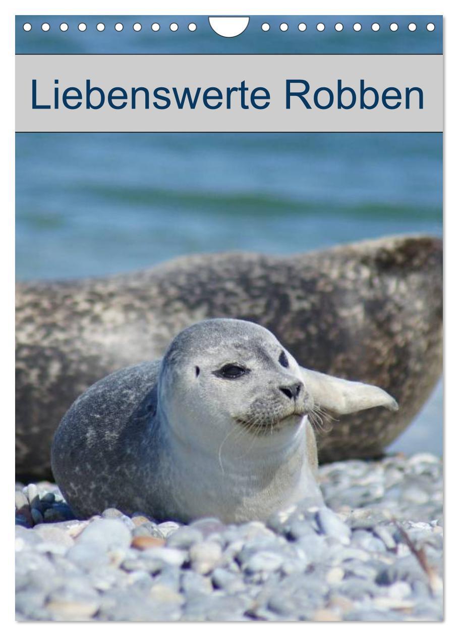 Cover: 9783457010945 | Liebenswerte Robben (Wandkalender 2025 DIN A4 hoch), CALVENDO...