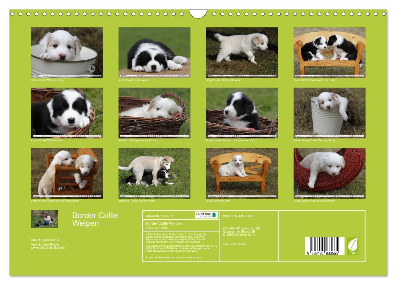 Bild: 9783435833665 | Border Collie Welpen (Wandkalender 2025 DIN A3 quer), CALVENDO...