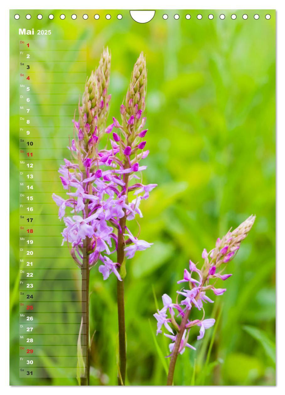 Bild: 9783435942473 | Auf der Suche nach Orchideen in Deutschland (Wandkalender 2025 DIN...