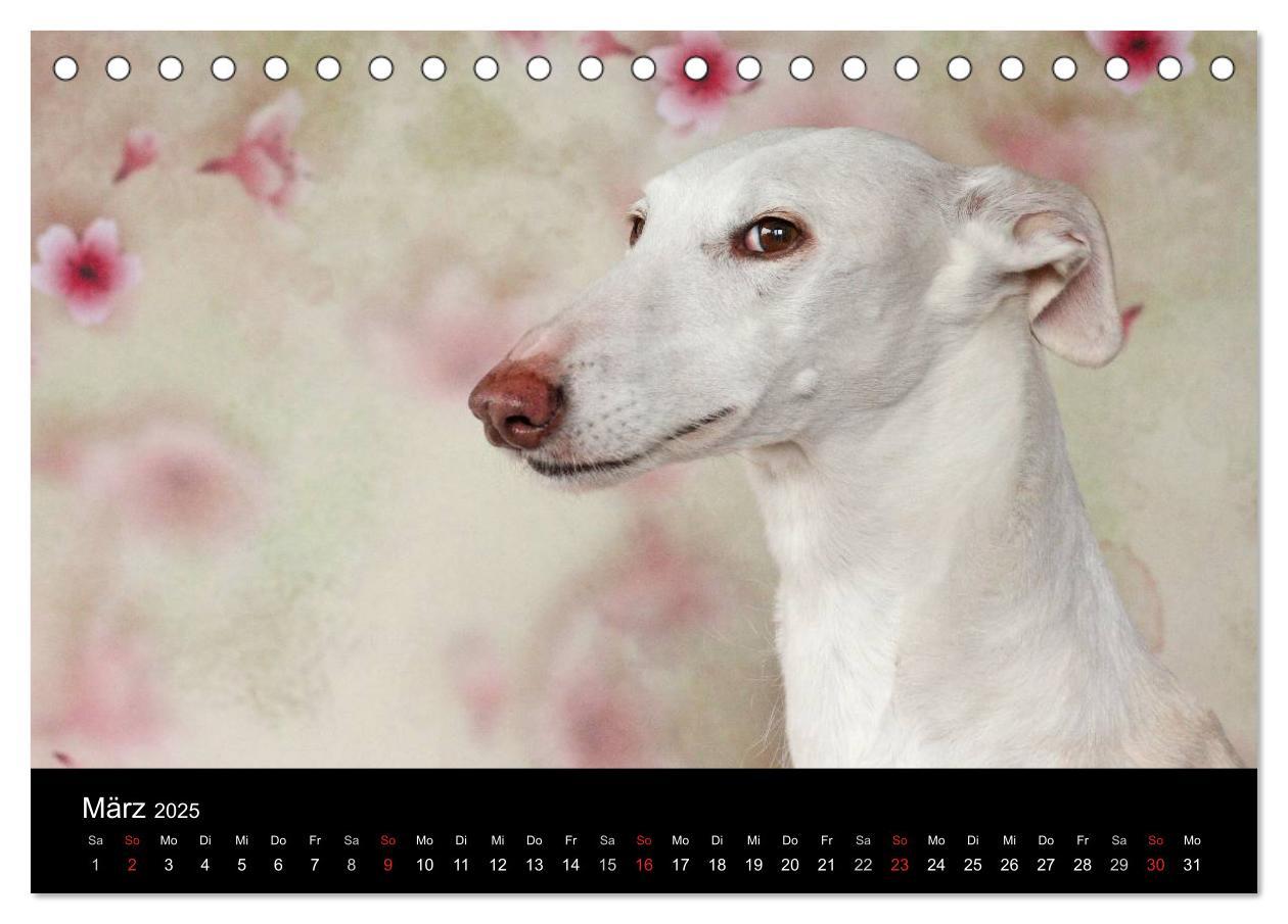 Bild: 9783435773718 | Der Windhundekalender (Tischkalender 2025 DIN A5 quer), CALVENDO...